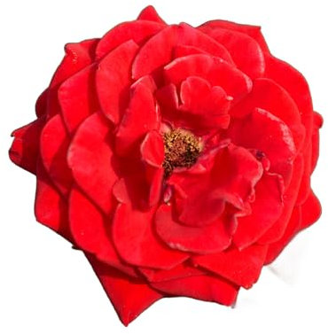 Rose Plants - Hybrid Tea 'Evelyn Fison' - 1 x Full Plant in a 5 Litre Pot - Roses - Garden Ready - Ready to Plant -Premium Quality Shrubs