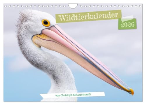 Wildtierkalender (Wandkalender 2026 DIN A4 quer), CALVENDO Monatskalender: Portraits von Wildtieren rund um die Welt (CALVENDO Tiere)