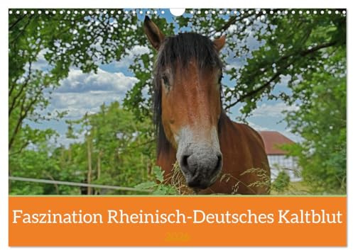 Faszination Rheinisch-Deutsches Kaltblut (Wandkalender 2026 DIN A3 quer), CALVENDO Monatskalender: Ausgewählte Motive vom Kaltblut Enzo (CALVENDO Tiere)
