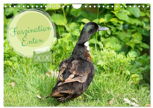Faszination Enten (Wandkalender 2026 DIN A4 quer), CALVENDO Monatskalender: Farbenfrohe Stockenten auf der Wiese und im Wasser (CALVENDO Tiere)