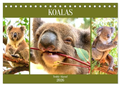 Koalas. Teddy-Alarm! (Tischkalender 2026 DIN A5 quer), CALVENDO Monatskalender: Die niedlichsten Tiere an Australiens Ostküste (CALVENDO Tiere)