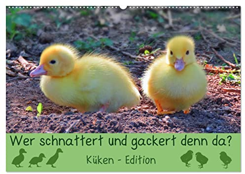 Wer schnattert und gackert denn da? - Küken-Edition (Wandkalender 2026 DIN A2 quer), CALVENDO Monatskalender: Süße, flauschige Küken zum Verlieben (CALVENDO Tiere)