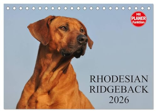 Rhodesian Ridgeback 2026 (Tischkalender 2026 DIN A5 quer), CALVENDO Monatskalender: Eine der beliebtesten Hunderassen, der Rhodesian Ridgeback auf 13 faszinierenden Fotos (CALVENDO Tiere)