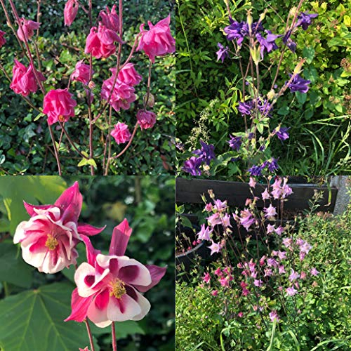 Akelei Mischung 100+ Samen (Aquilegia) **Viele Verschieden Blüh Farben** Bienenweide, Blumenwiese