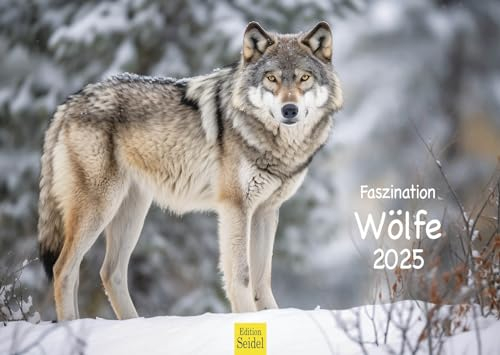 Edition Seidel Premium Kalender Faszination Wölfe 2025 Format DIN A3 Wandkalender Tierkalender Tiere Wildtiere Rudel Wolf Wald Natur