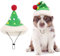 CITÉTOILE Weihnachtsmütze für Hunde,Hund Santa Clause Mütze für Weihnachtsfeier,Neujahr,Feiertage,Partyzubehör,Plüsch Weihnachtsmütze für Kleine Mittlere Hunde,S