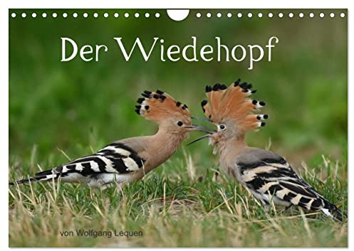 Der Wiedehopf (Wandkalender 2026 DIN A4 quer), CALVENDO Monatskalender: Sehr seltene Aufnahmen von dem Vogel mit der Haube. (CALVENDO Tiere)