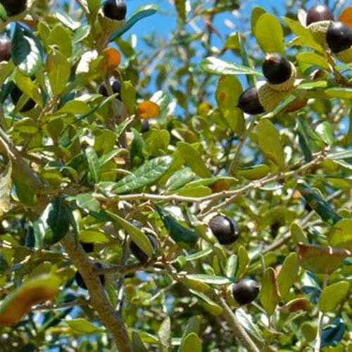 Genipap 50 semi di albero autoctoni Quercus virginiana di quercia viva florida!