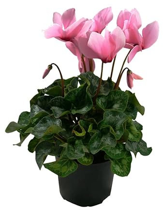 Violeta de los Alpes Flor para Casa, Terraza y Jardín Cyclamen Natural