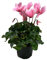Violeta de los Alpes Flor para Casa, Terraza y Jardín Cyclamen Natural