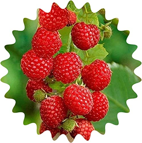Riesen Himbeere / 50 Samen / Rubus idaeus / frosthart / mehrjährig