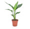 Plant in a Box - Strelitzia Reginea - Plante oiseau du paradis - Plante verte interieur vivante exotiques d'interieur - Pot 9cm - Hauteur 25-40cm