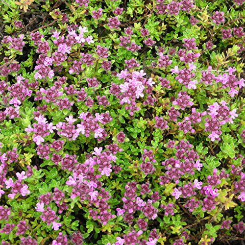 Blumixx Stauden Thymus doerfleri 'Bressingham Seedling' – Polster-Thymian, rosa blühend, winterhart & pflegeleicht, Bodendecker für sonnige Standorte, im 0,5L Topf