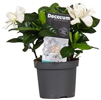 Gardenia Planta Natural con Flores de Temporada