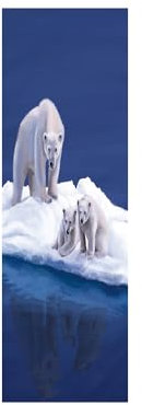 Fridge Stickers to Cover Full Doors 3D Polar Bear Self Adhesive Refrigerator Door Sticker Professional Vinyl Wallpaper 60X180CM