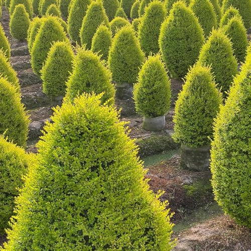 semillas de aligustre - variedades antiguas jardín resistentes 500pcs