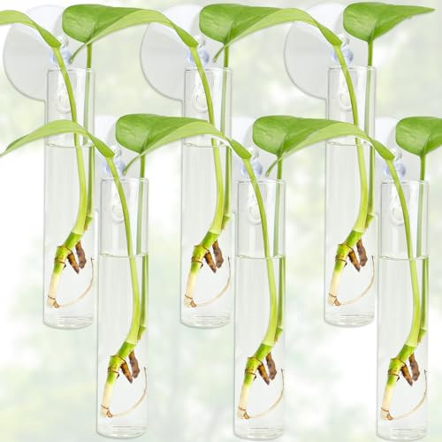 FOWSRHRG 6 x Wandbehang Pflanzgefäß Anzuchtstationen, Pflanzenröhrchen mit Saugnapf-Haken, Reagenzglas-Anzuchtstation, Wand, transparente Pflanzenvase, keine Nägel, mit Flaschenbürste