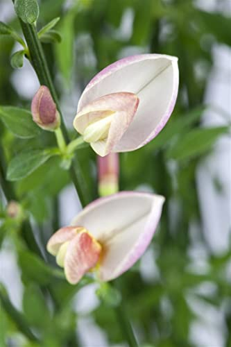 Vorfrühlings-Ginster 'Zeelandia' Cytisus praecox - Winterhart, Blühender Zierstrauch, Rosa-Weiß, C7,5 Topf, 60-80cm
