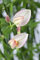 Vorfrühlings-Ginster 'Zeelandia' Cytisus praecox - Winterhart, Blühender Zierstrauch, Rosa-Weiß, C7,5 Topf, 60-80cm