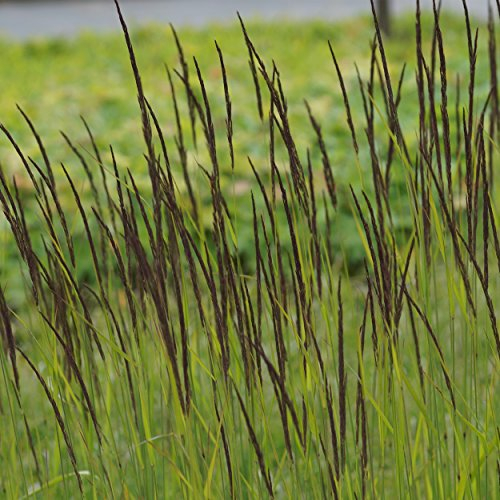 Blumixx Stauden Calamagrostis x acutiflora 'Karl Foerster' – Reitgras, winterhart & pflegeleicht, gelbbraun blühend, im 0,5 L Topf, ideal für moderne Gärten & Beete