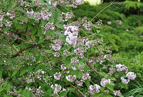 Sternchenstrauch Deutzia scabra Codsall Pink 60-100 cm winterhart | Rosa Blüten, sonnig bis halbschattig, schnittverträglich, bienenfreundlich, ideal für Beet und Rabatte