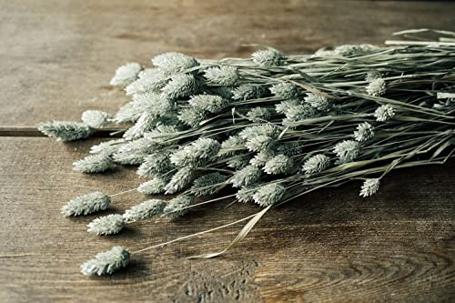 NaDeco Phalaris getrocknet im Bund ca. 60cm, Farben wählbar Trockenblumen Glänzgräser Dekogras Boho Style getrocknete Blumen Trockenblumenstrauß, Farbe:Gefrostet