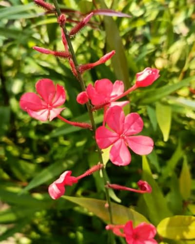 90 graines de fleurs de Plumbago rouge