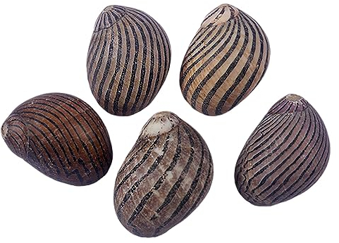 COYOUCO Coquilles de Crabe ermite Hermit Crab fournit des coquilles de Croissance Naturelle pour la variété de Crabe ermite Turbo Seashells Conque de mer DIY Fish Tank Décoration,C