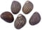 COYOUCO Coquilles de Crabe ermite Hermit Crab fournit des coquilles de Croissance Naturelle pour la variété de Crabe ermite Turbo Seashells Conque de mer DIY Fish Tank Décoration,C
