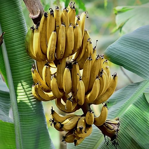 80 Pcs Bananensamen Winterhart - Gewächshaus Balkon Zimmerpflanzen Bananenbaum - Bananen Samen - Früchte Geschenke Für Gartenliebhaber Obstbaum Pflanztöpfe Säulenobstbäume Bonsai Topf