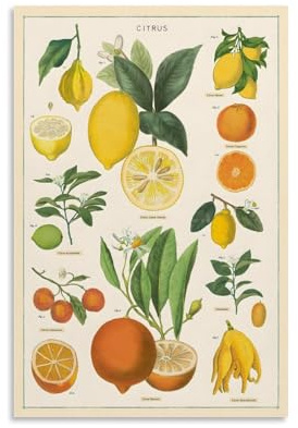 XFPOBH Poster auf Leinwand, Motiv: Zitrone und Zitrusfrüchte, Wandkunst, Bild, Heimdekoration, Druck für Schlafzimmer, Wohnzimmer, 30 x 45 cm, ungerahmter Stil