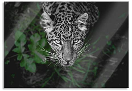 Pixxprint Glasbild, Wandbild aus Echtglas, gefährlicher Panther im Wald von oben B&W Detail, 60x40 cm, inkl. Aufhängung und Abstandshalter
