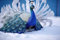 Acryl-Bild 80 x 50 cm: Arktischer schöner Pfau auf dem Schnee (212053243)
