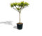 Tropictrees Eriobotrya Japonica - Winterharte Wollmispel | Exotischer Obstbaum für Garten & Terrasse | Aromatische Früchte und Immergrünes Laub, Loquat Baum, Japanische Wollmispel 220cm
