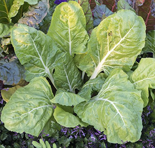 Seedeo® Mangold Walliser (Beta vulgaris) 50 Samen BIO