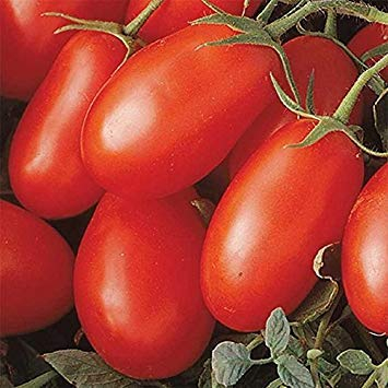 Potseed Keimfutter: 25 - Seeds: La Roma III Red Hybrid Tomatensamen - produziert reiche Ernten! Krankheitsresistent