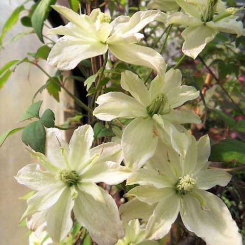 Clematis Montana 'Champagne Truffle' - Hardy Perennial Climber with Dark Foliage and Abundant Semi-Double Blooms - Flowering Vine for Walls and Trellises – 1x 9cm Potted Plant by Thompson & Morgan