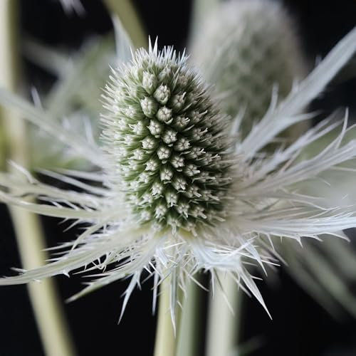 Eryngium Magical White Lagoon - Perennial Sea Holly - Hardy Outdoor Plant for Garden Borders & Beds - Ideal for Pollinators & Cut Flowers (9 cm Pot, 10-20 cm)