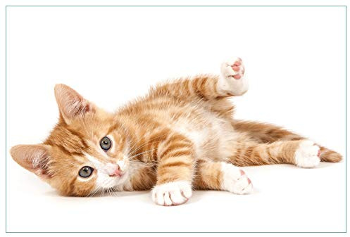 Wallario Küchenrückwand selbstklebend 90 x 60 cm, Motiv: Süße Katze mit großen Augen - rot weiß getigert | Spritzschutz abwischbar & pflegeleicht