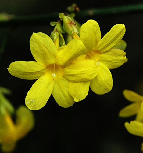 Jasmin Echter Winterjasmin Jasmin nudiflorum Containerware 40-60 cm