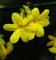 Jasmin Echter Winterjasmin Jasmin nudiflorum Containerware 40-60 cm