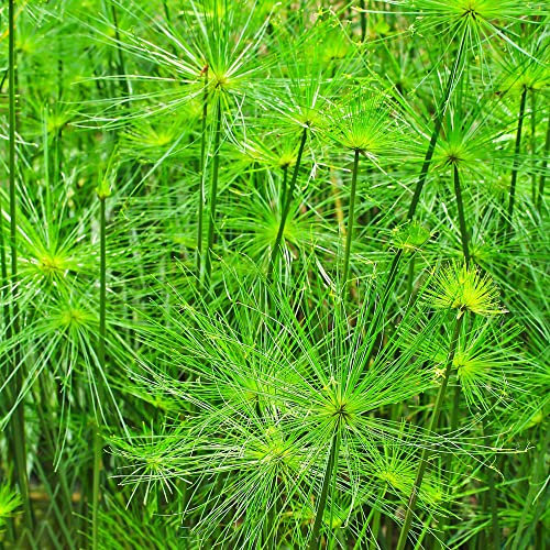 Papyrus Pflanze(Cyperus Papyrus) Samen,Ziergras Winterhart MehrjäHrig Gartenpflanzen KräUtergarten Nachhaltige Geschenke Bonsai Samen Pflanzensamen-800stüCk