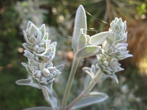 Sage, White Sage, Salvia Apiana, organico, 30 semi per pacchetto, Heirloom, medicinali