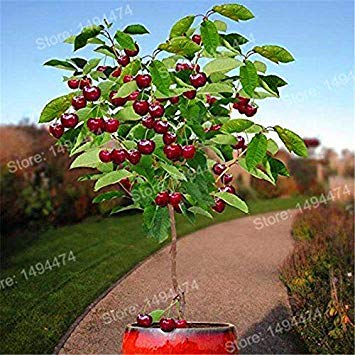 Potseed Rot: 100Pcs Kirsche Flores Mini Kirschbaum Bio-Frucht PlantasTree Plant