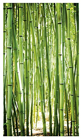 BODENMEISTER BM212 43 Papier peint non tissé Motif forêt de bambou naturel Vert 280 x 159 cm