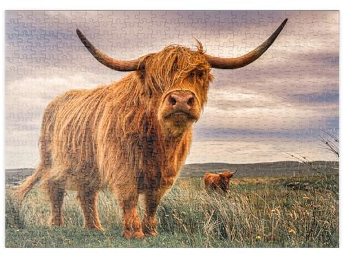 MyPuzzle Highland Kühe an der Nordküste Schottlands - Premium 500 Teile Puzzle - MyPuzzle Sonderkollektion von Puzzle Galaxy