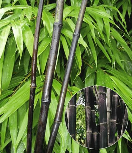 BALDUR Garten 5x Schwarzer Bambus 'Black Pearl', Pflanzen im 2-Liter-Topf | Fargesia nitida Blackpearl, winterhart & pflegeleicht, immergrün, schwarzer Bambus, Zierstrauch-Rarität