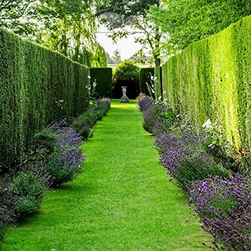 Gardline - Gemeine Heimische Eibe Taxus baccata 40-50 cm IM TOPF. Angebot: 10-200 Pflanzen - 190 St. (ca. 42 Meter)