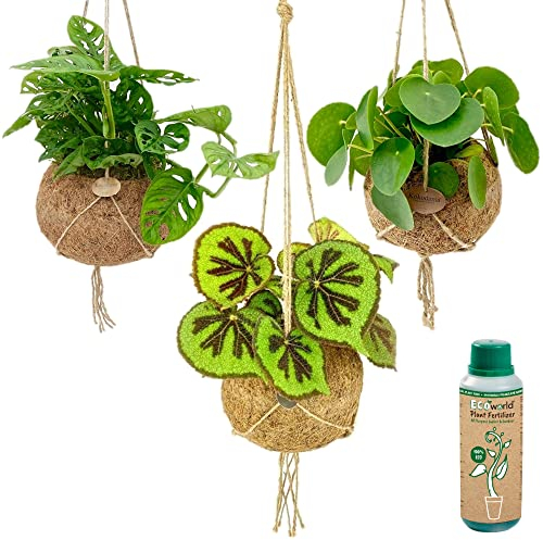 vdvelde.com - Ecoworld Exotische Zimmerpflanzen Echt - Tropical Hängepflanzen Mit Pflanzenhänger 3er Set - Hängepflanze - Zimmer Hängender Blumentopfhalter und Dünger - Topf Ø12 / Höhe 40 cm