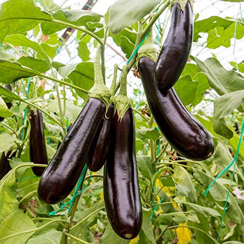 Aubergine Early Long Purple 3 Samen